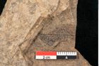 Foto (Detailansicht) von Plantae indet.  (NHMW-GEO-2024-0188-11423)